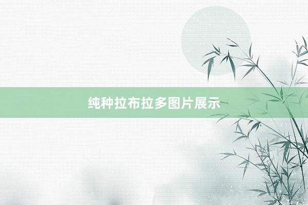 纯种拉布拉多图片展示